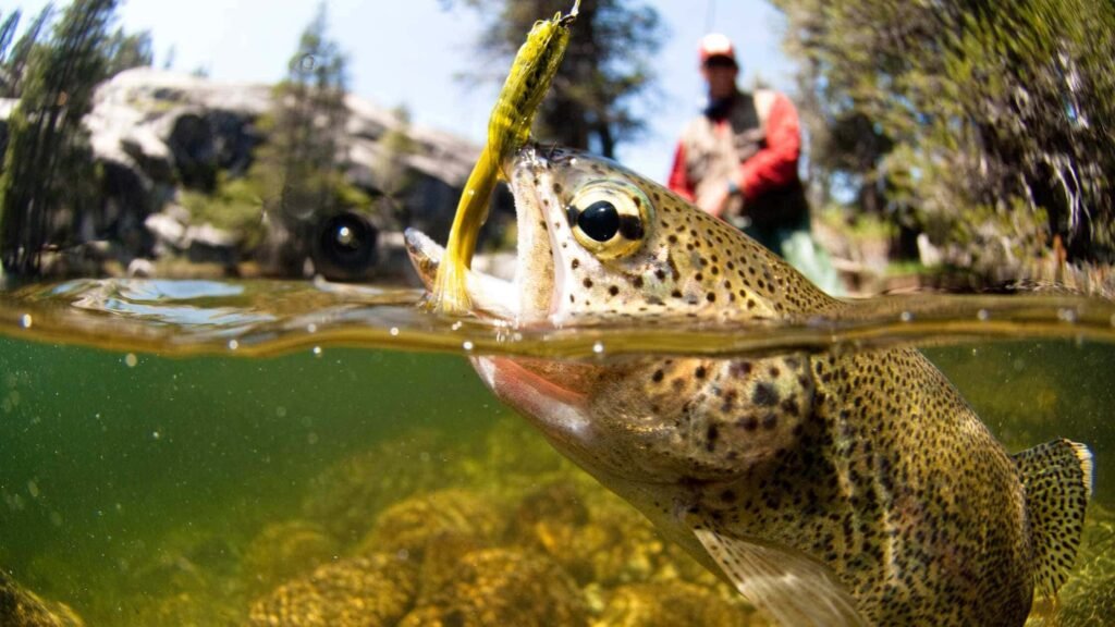 Trout Fishing in Himachal Pradesh