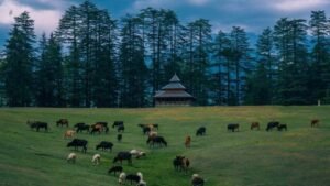 Read more about the article Mini Switzerland of India — Why Jibhi is Himachal’s Most Underrated Village