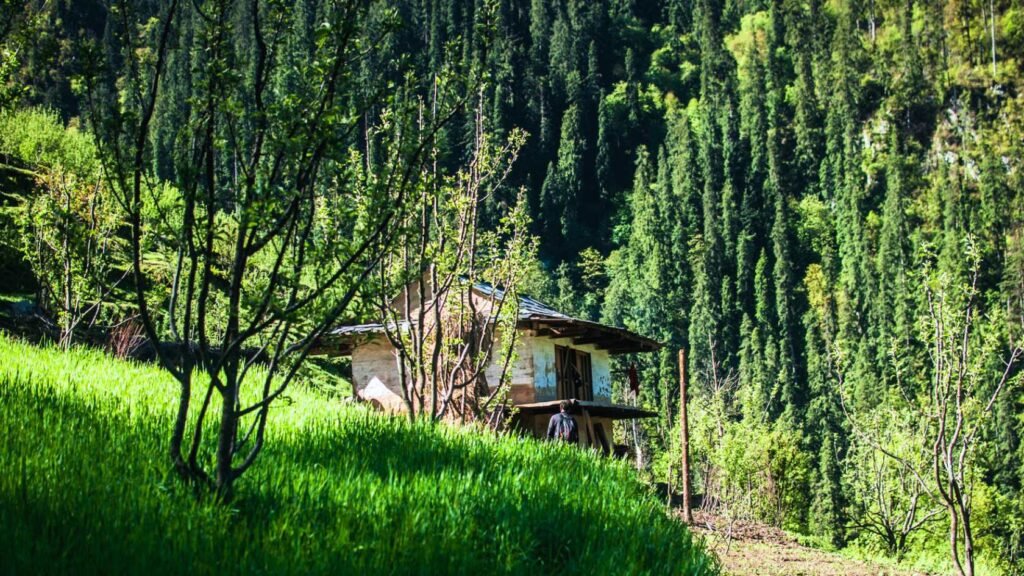 Tirthan Valley in June
