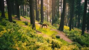 Read more about the article Chamba in July 2026: Weather, Places to Visit, Road Tips and Itinerary