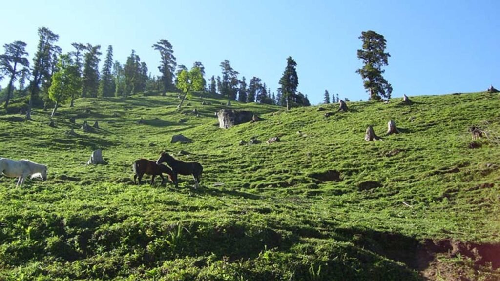 Kothi Village Manali with lush green hills, traditional houses, and panoramic Himalayan views