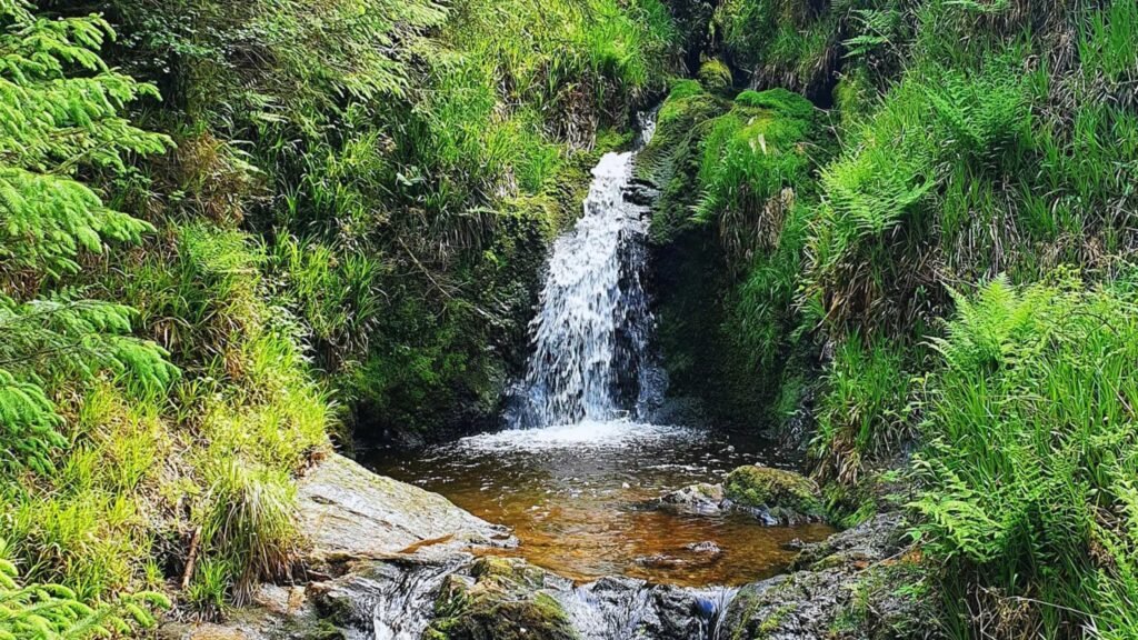 Natural beauty of Glen Forest, Shimla with tall trees, fresh air and calm hillside views