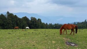 Read more about the article Himachal in October 2026: Weather, Best Places, Snow & Route Reality
